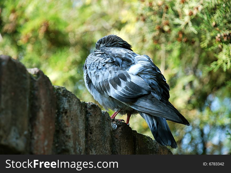 Rock pigeon ruffled up over brick fence