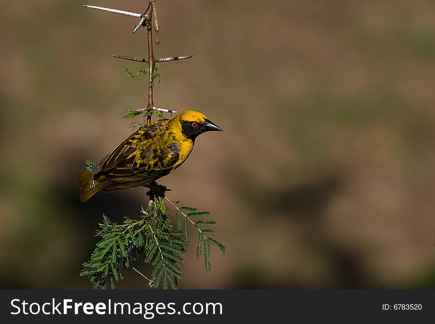 Village weaver on thorn tree