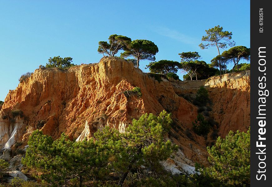 Pines on the cliffs by the seaside in Algarve, Portugal. Pines on the cliffs by the seaside in Algarve, Portugal