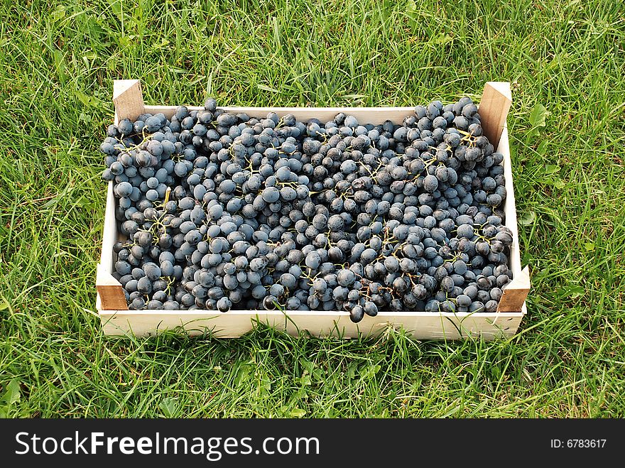 Blue grapes bunches in wooden box over green grass. Blue grapes bunches in wooden box over green grass