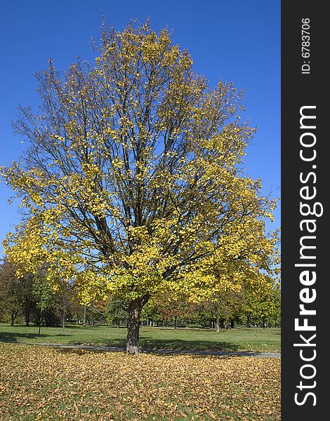 This image shows a tree in fall. This image shows a tree in fall