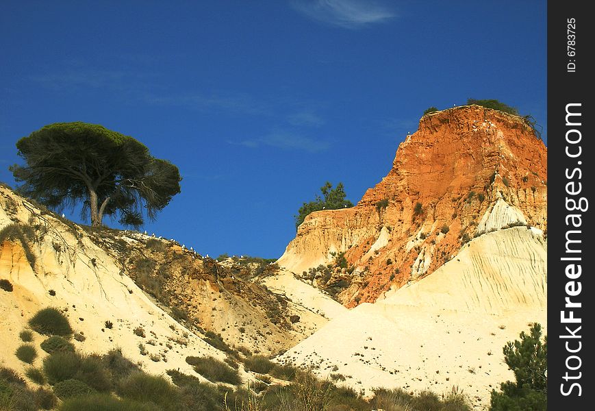 Cliffs And Pine 3