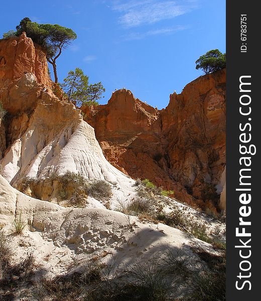 Pines on the cliffs by the seaside in Algarve, Portugal. Pines on the cliffs by the seaside in Algarve, Portugal