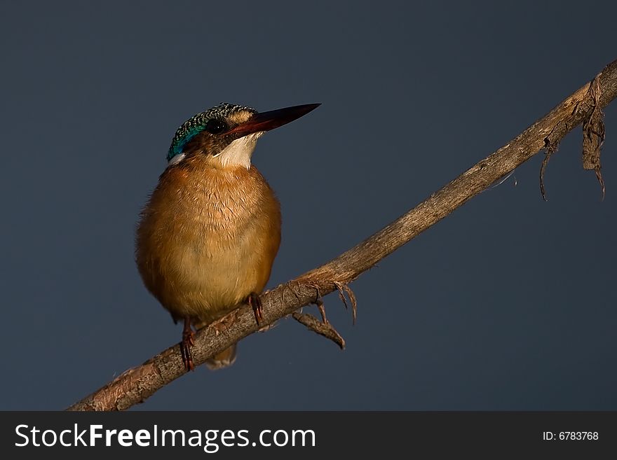 Malachite Kingfisher on twig with blue water background