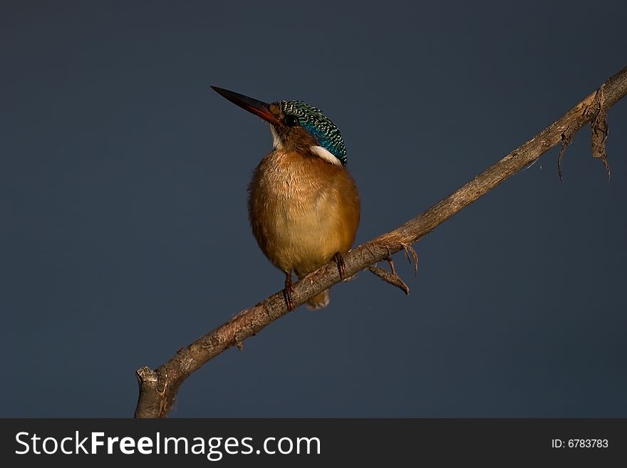 Malachite Kingfisher on twig