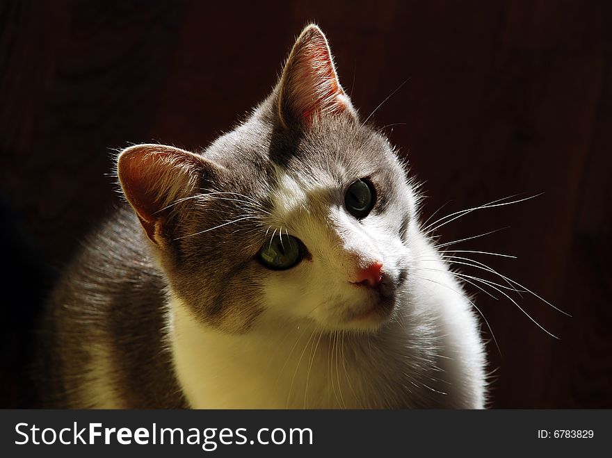 White and gray cat indoor over dark background. White and gray cat indoor over dark background