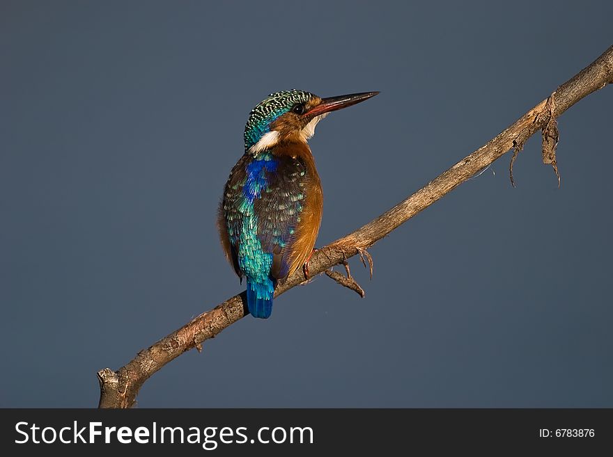 Malachite Kingfisher on twig with blue water background