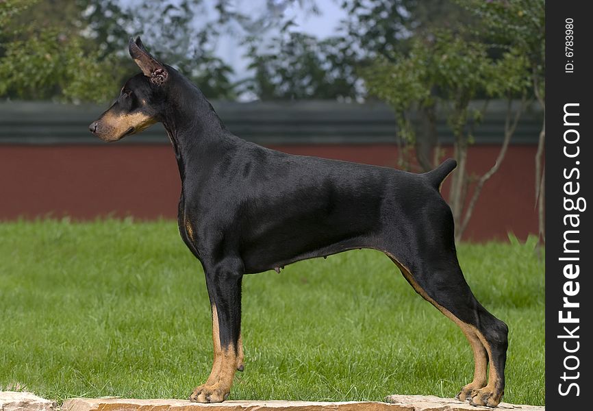 Doberman black work dog Germany brave keen earnest decisive cuts tail the lawn green to stand fierce sets up the ear four limbs to be tall and slender