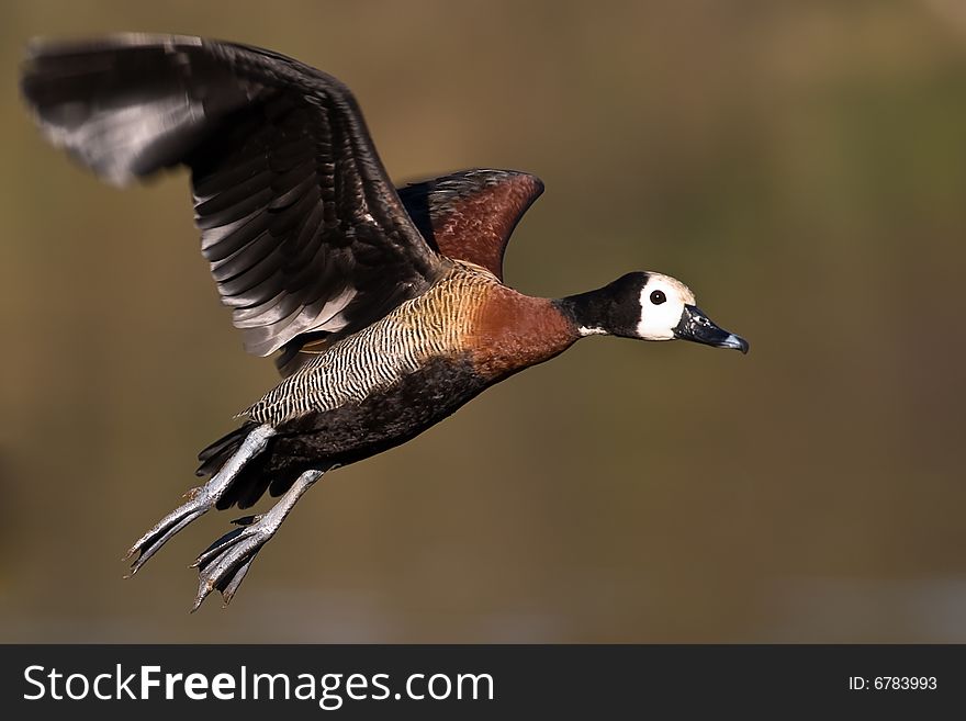 White faced Duck flying over water
