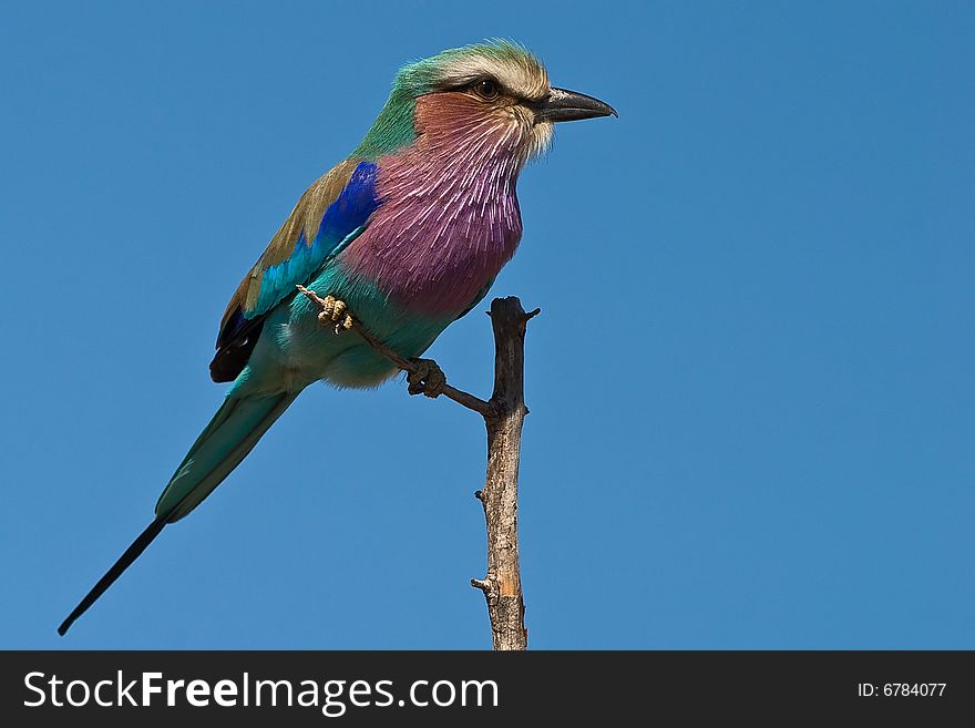 Lilac-breasted Roller on twig with blue sky background