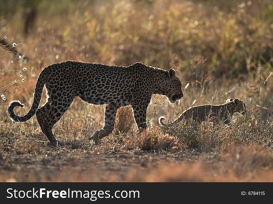 Leopard mother and cub during afternoon stroll through the african bush