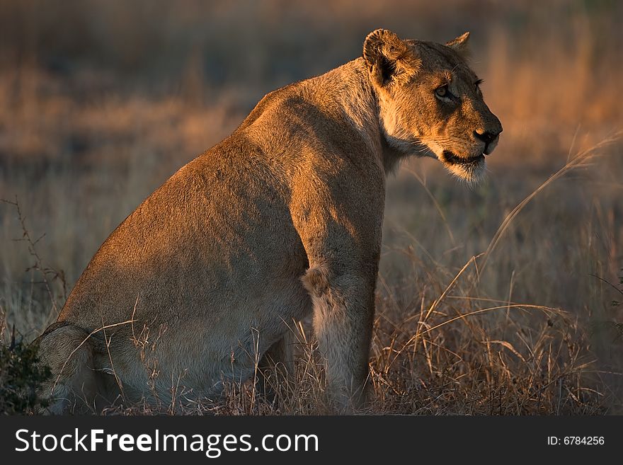 African Lioness sitting upright in early morning sunlight. African Lioness sitting upright in early morning sunlight