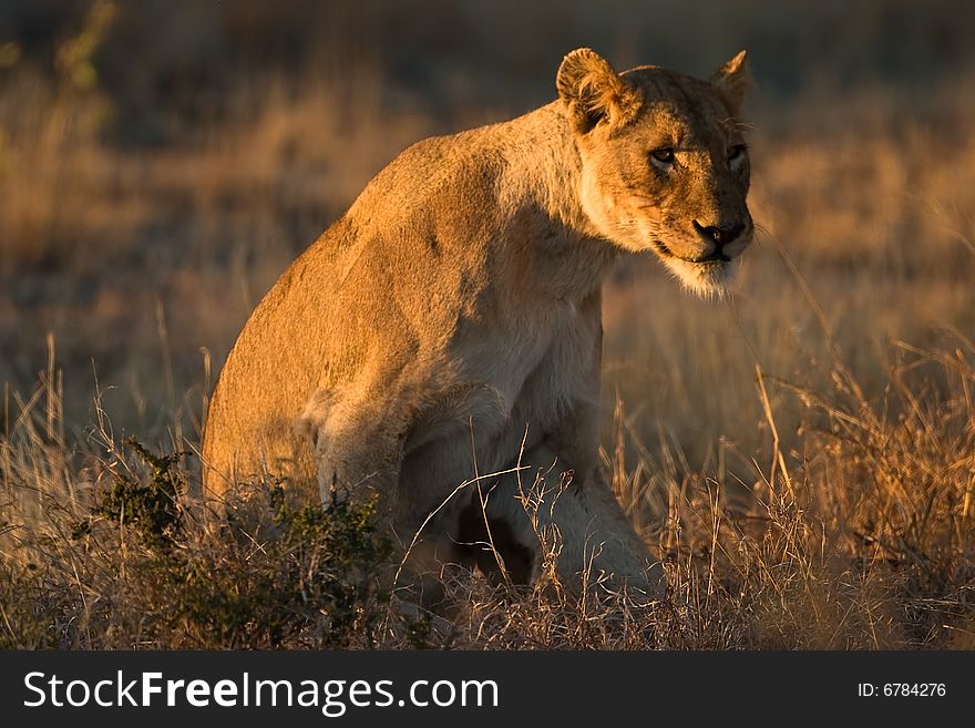 African Lioness sitting upright in early morning sunlight. African Lioness sitting upright in early morning sunlight