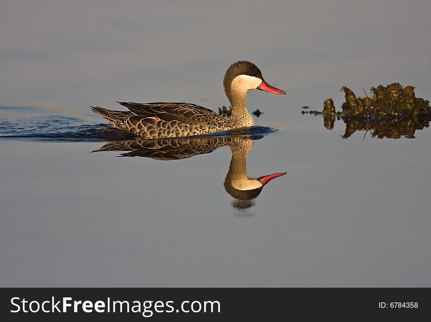 Red-billed Teal in shallow water