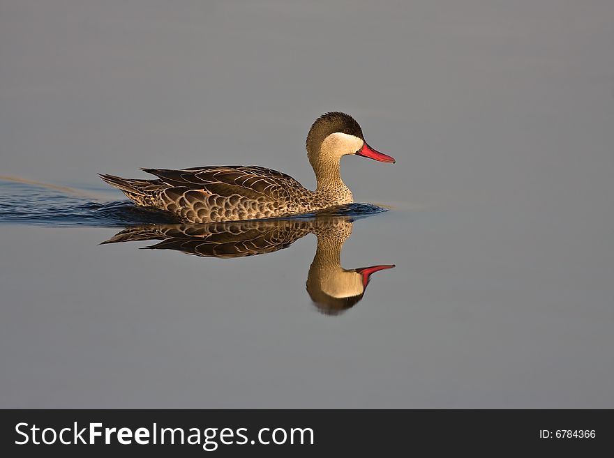 Red-billed Teal in shallow water