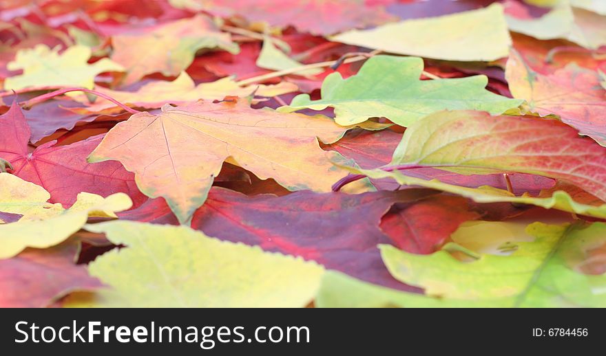 Autumn background isolated on white background