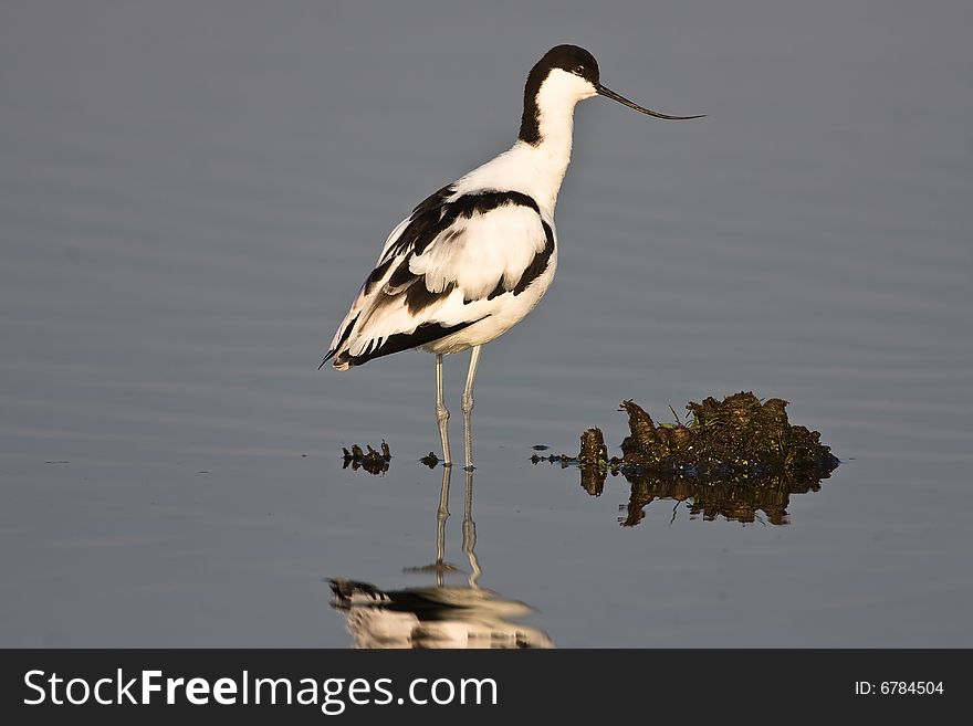 Pied Avocet