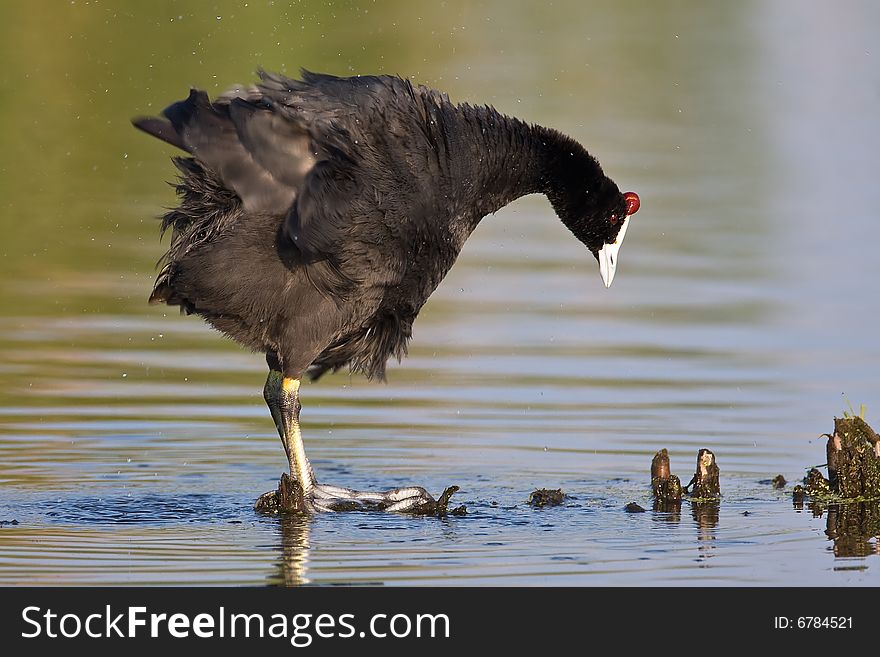 Common Moorhen shaking dry in shallow water