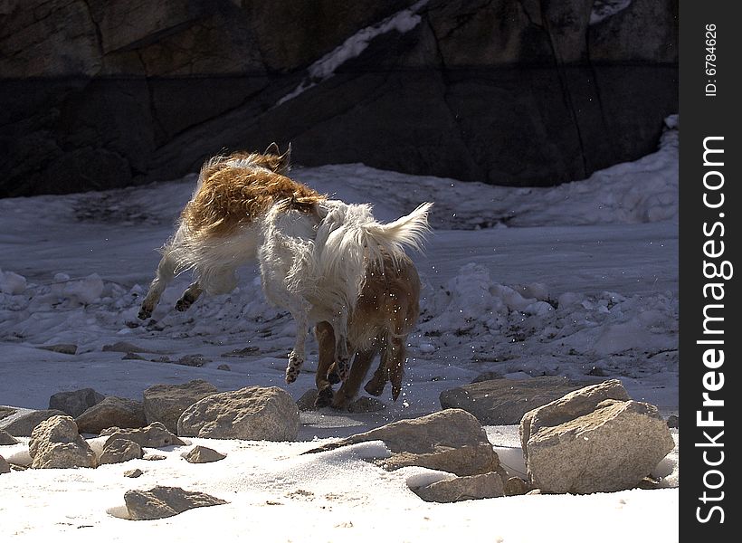 Borzoi the large-scale dog Russia companion dog gentleman peaceful big slender runs the calm dignified white to run friendly plays the snowy mountain South Pole stone to snow in the winter the back battle yellow