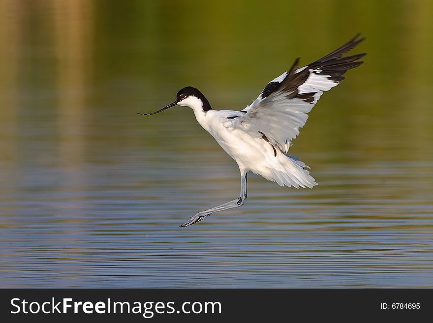 Pied Avocet in flight getting ready to land in shallow water