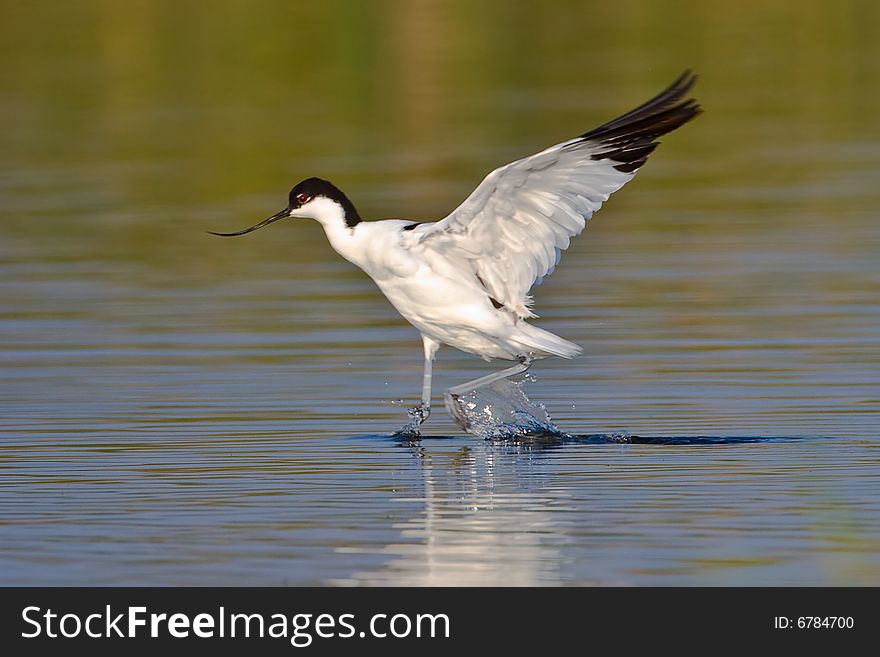 Pied Avocet taking off in shallow water