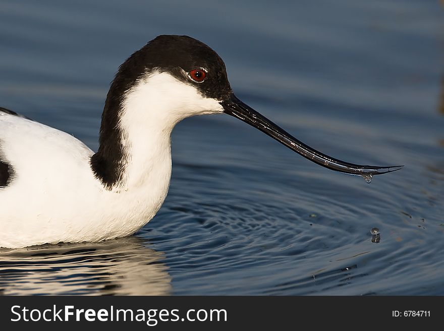 Closeup of a Pied Avocet wading in shallow water