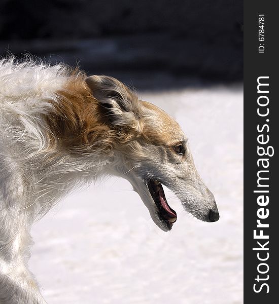 Borzoi front the large-scale dog Russia companion dog gentleman peaceful big slender runs the calm dignified white to play friendly the snowy mountain South Pole stone to snow stands in the winter half-length excited