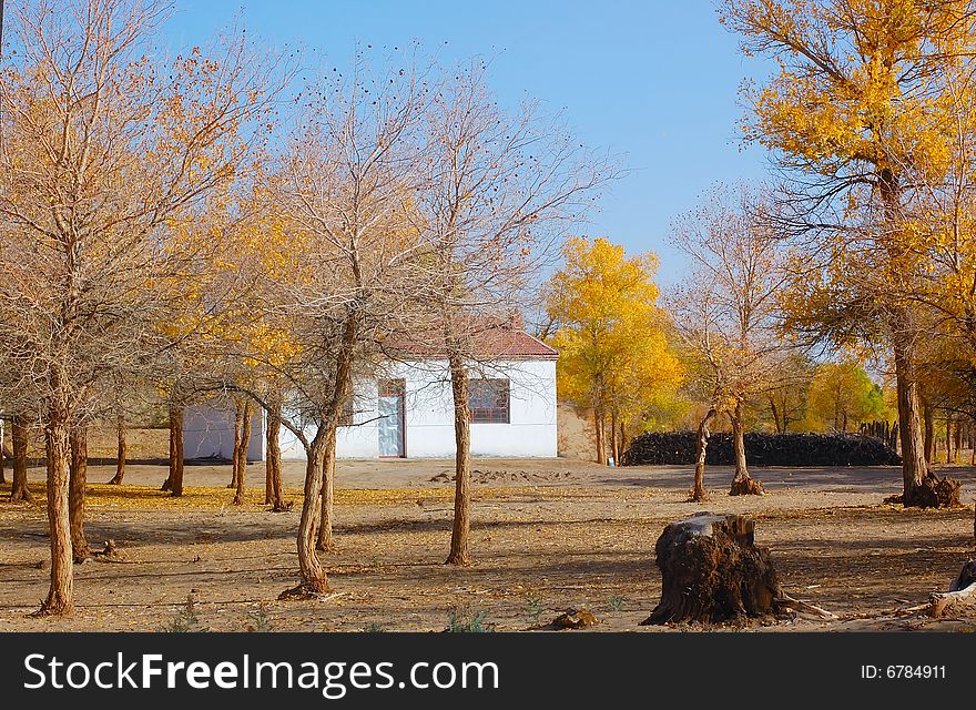 Ummer house in the autumn forest
Populus euphratica Oliv. in desert. Ummer house in the autumn forest
Populus euphratica Oliv. in desert