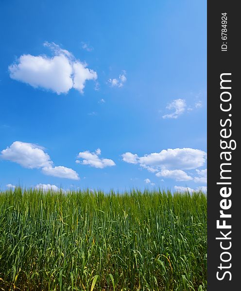 Green pasture with blue sky and clouds