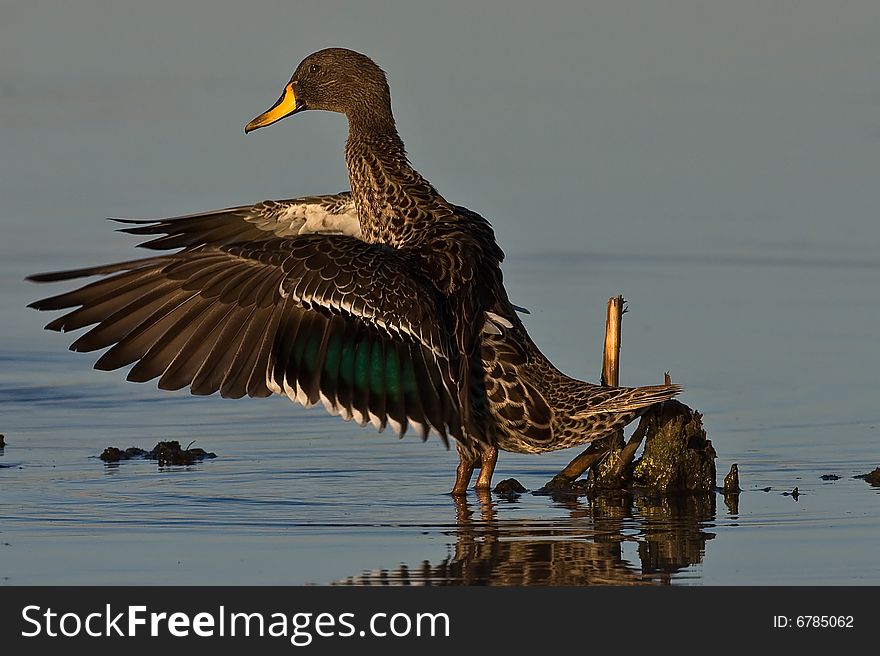 Yellow billed Duck stretching wings in shallow water