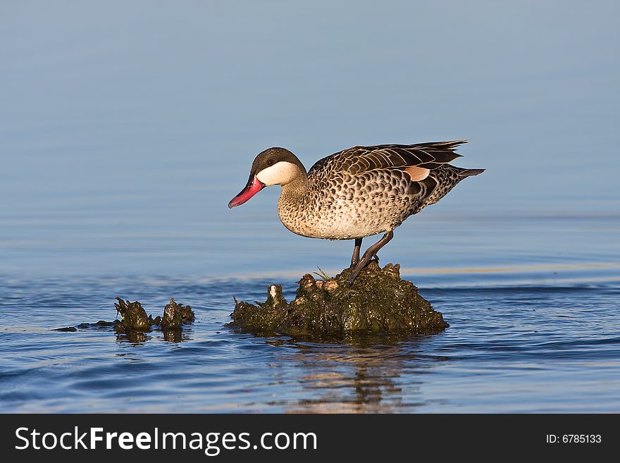 Red-billed Teal