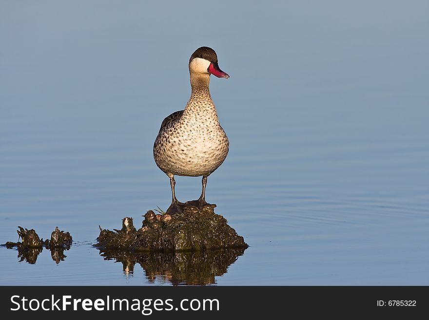 Red-billed Teal in shallow water