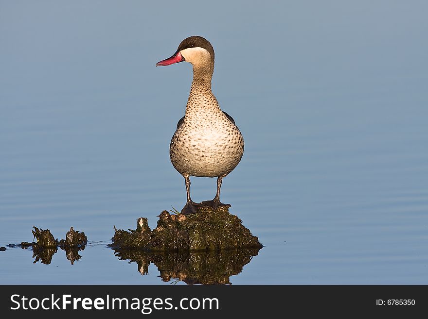 Red-billed Teal