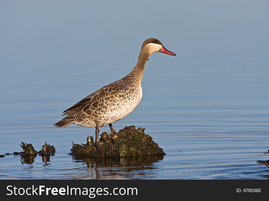 Red-billed Teal