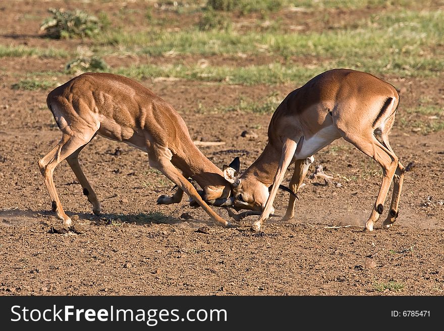 Impala rams fighting in the dusty savanna