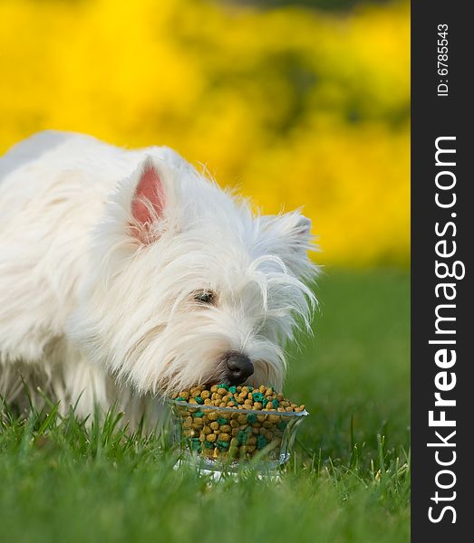 West Highland White Terrier the Scotland white companion dog strong patient fox intelligence individuality tenacious lively agile spring eats the thing green decadent lawn wild flower