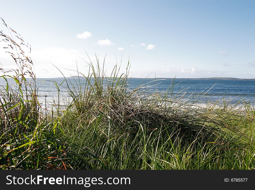 Tall grass on the sand dunes in kerry ireland. Tall grass on the sand dunes in kerry ireland