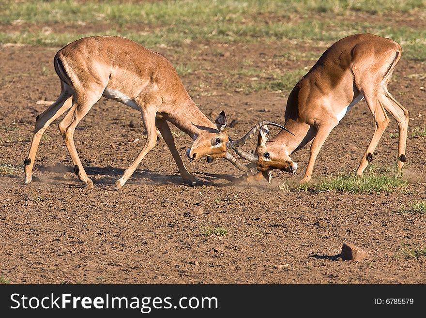 Impala rams fighting in the dusty savanna