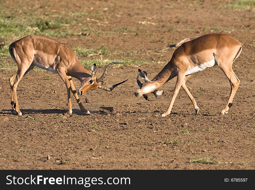 Impala rams fighting in the dusty savanna