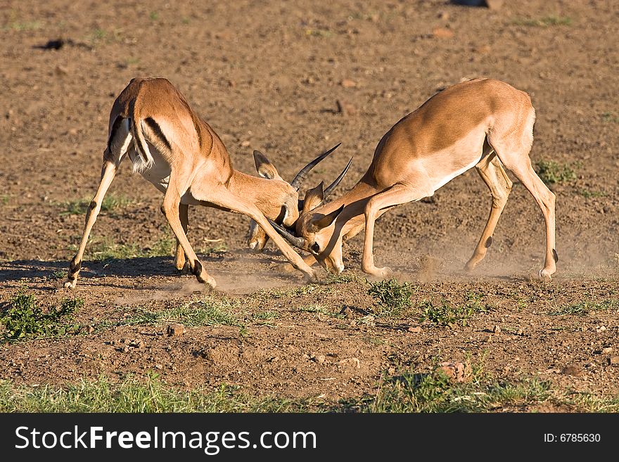 Impala rams fighting in the dusty savanna