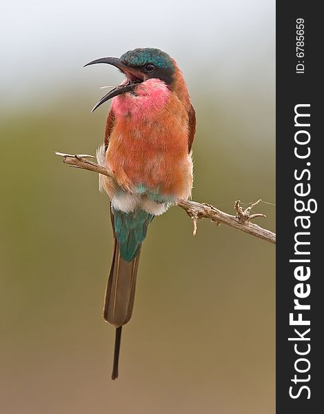 Southern Carmine Bee-eater in song on twig with green out of focus background