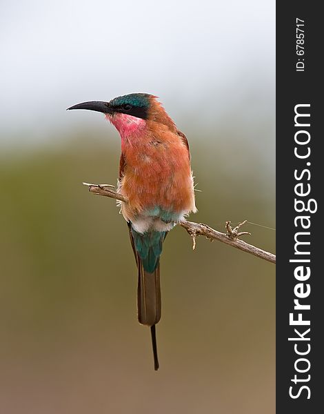 Southern Carmine Bee-eater in song on twig with green out of focus background