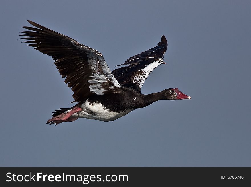 Spur-winged Goose in flight