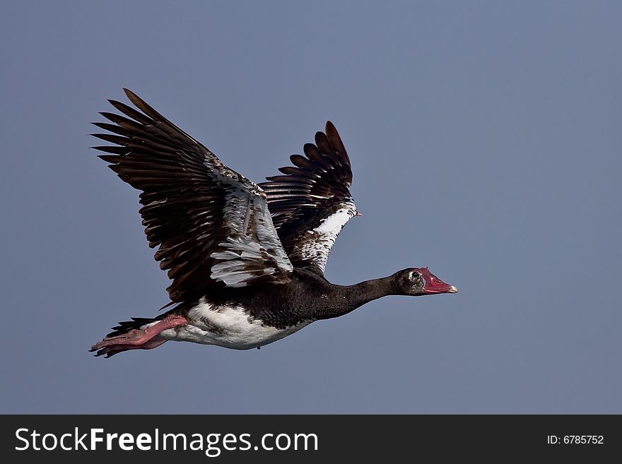 Spur-winged Goose in flight