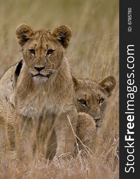 Family of African Lions looking very alert