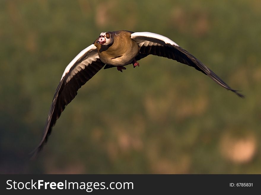 Egyptian Goose in flight with downturned wings