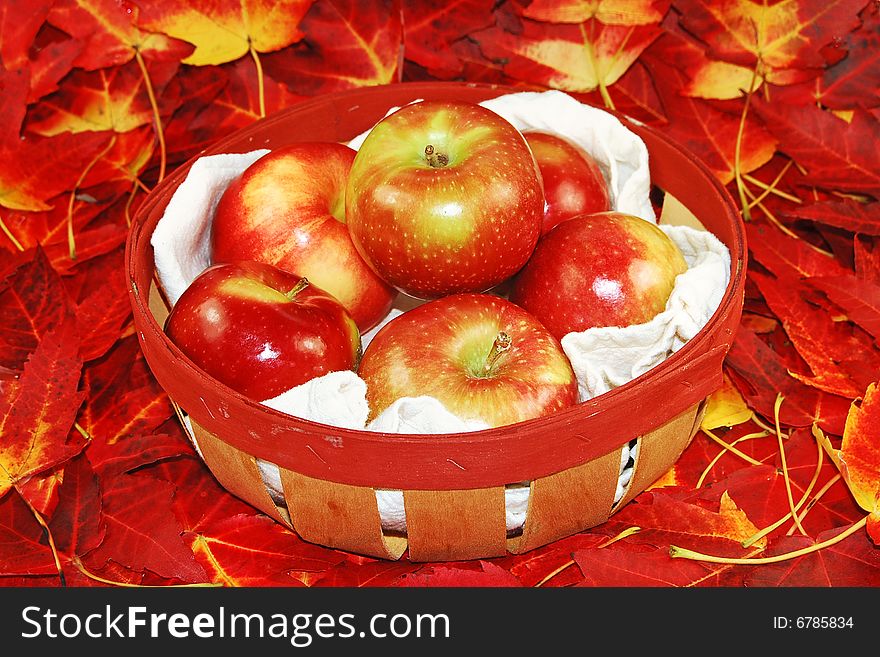 McIntosh apples on a bed of Canadian Red Maple Tree leaves. McIntosh apples on a bed of Canadian Red Maple Tree leaves