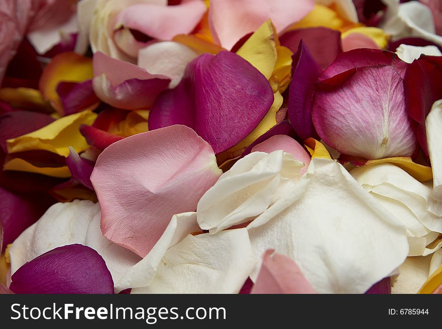 Multi-coloured Petals Of Roses.