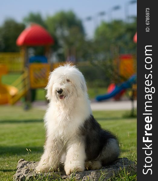 Old English Sheepdog the riverside greenery work dog vigorous and healthy white gray tailless sits lovably lies the amusement park slide summer