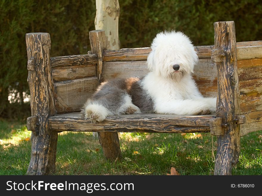 Old English Sheepdog the riverside greenery work dog vigorous and healthy white gray tailless lovable summer chair is lying prone the park wood